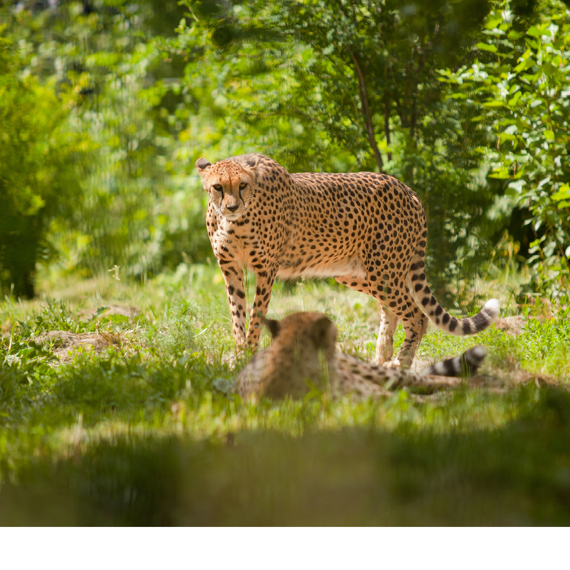 Cheetahs are large cats living in most of Africa and parts of the Middle East - photo 4