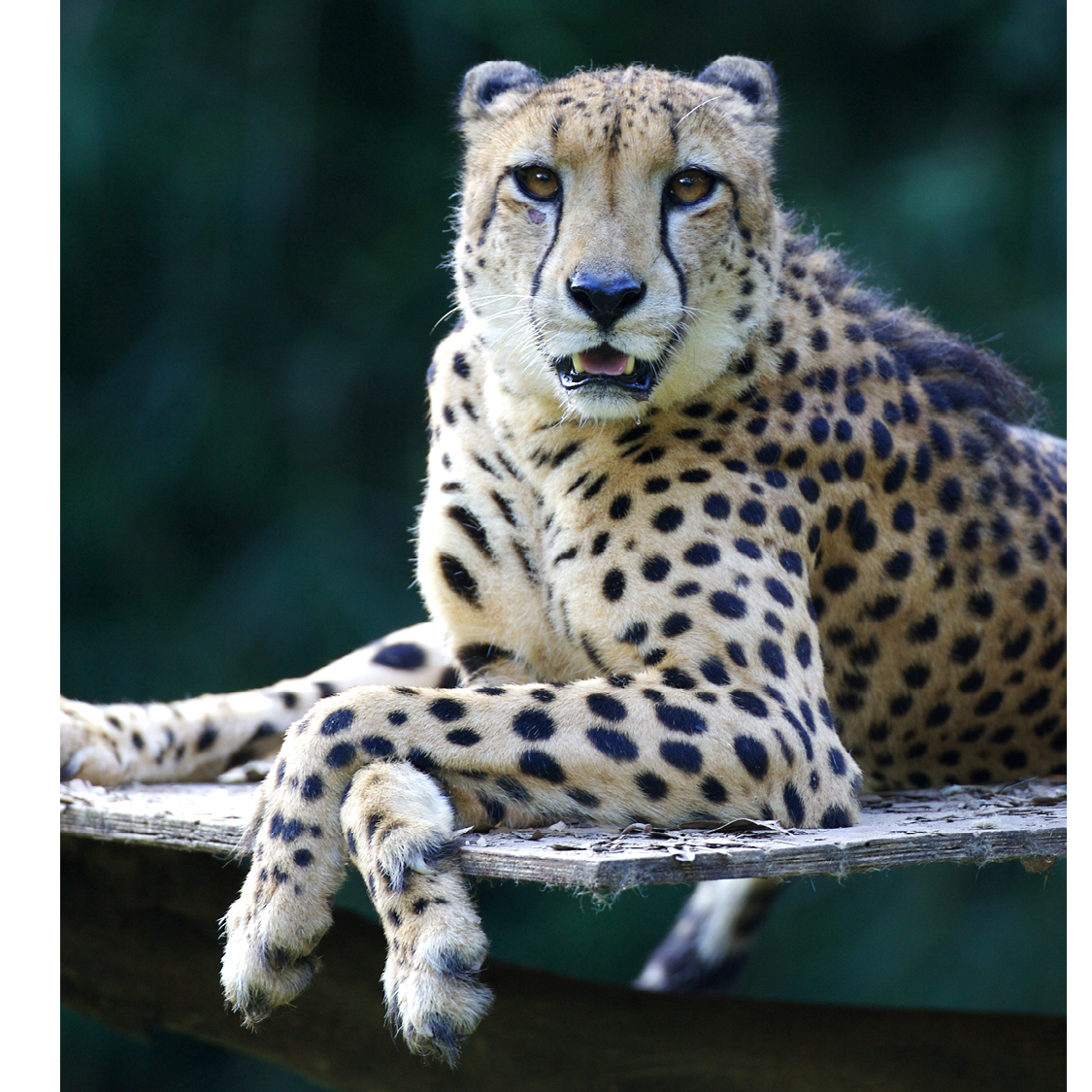 Cheetahs have semi-retractable claws that give them great grip on the ground - photo 10