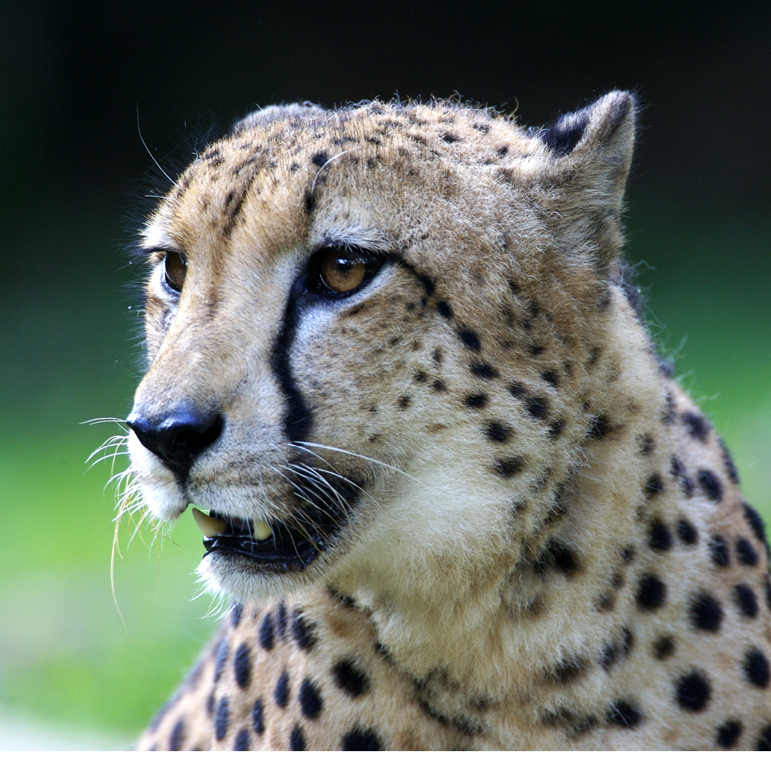 Cheetahs kill their prey by tripping it during the chase then biting it on the - photo 11