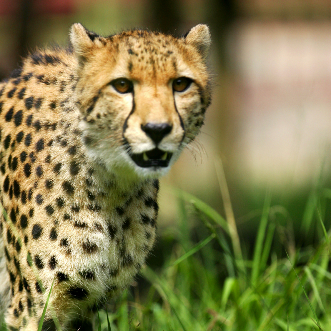 Cheetahs have very large nostrils hearts and lungs They need them too - photo 9