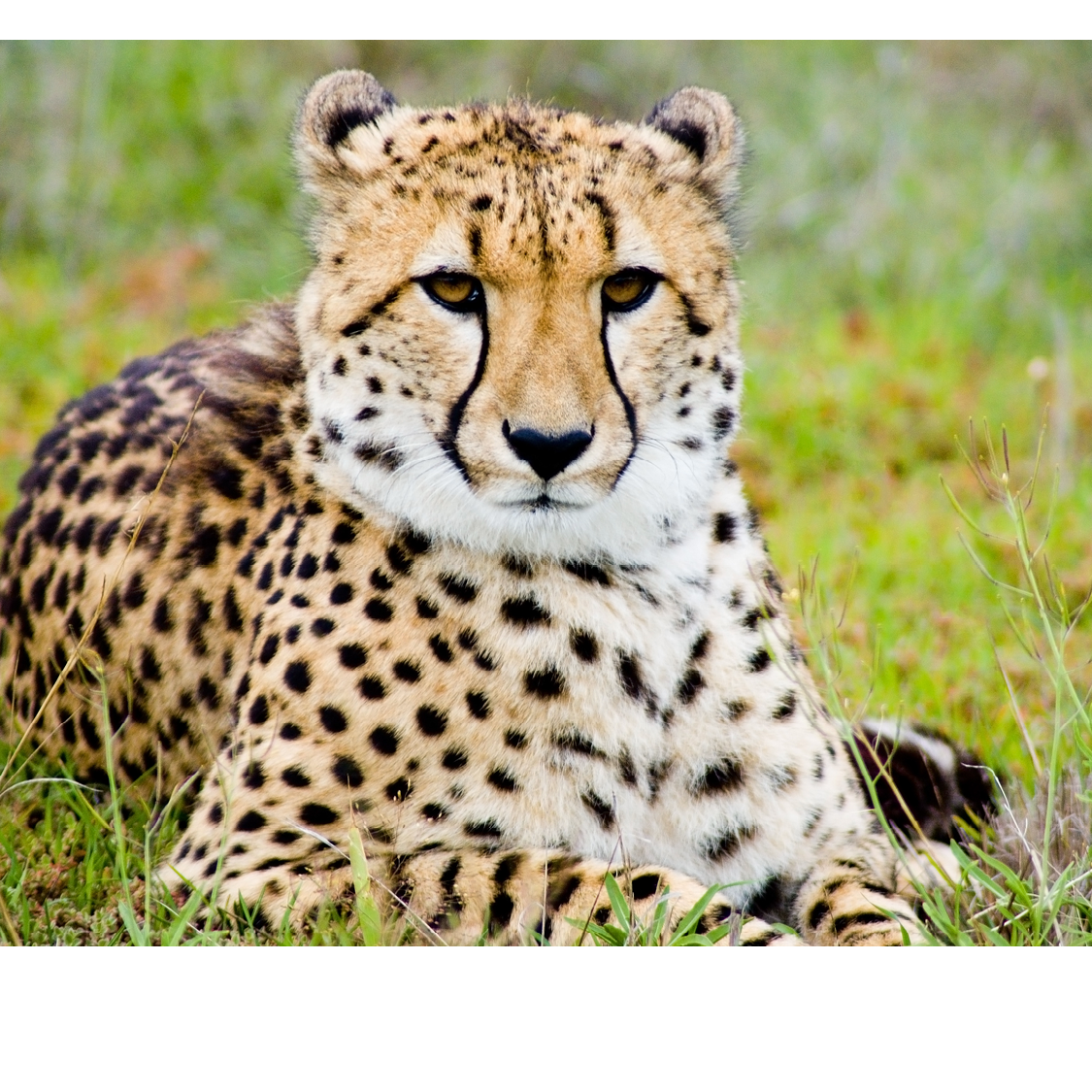 Adult cheetahs weigh from 45 to 160 pounds and are 65 to 100 inches long from - photo 5