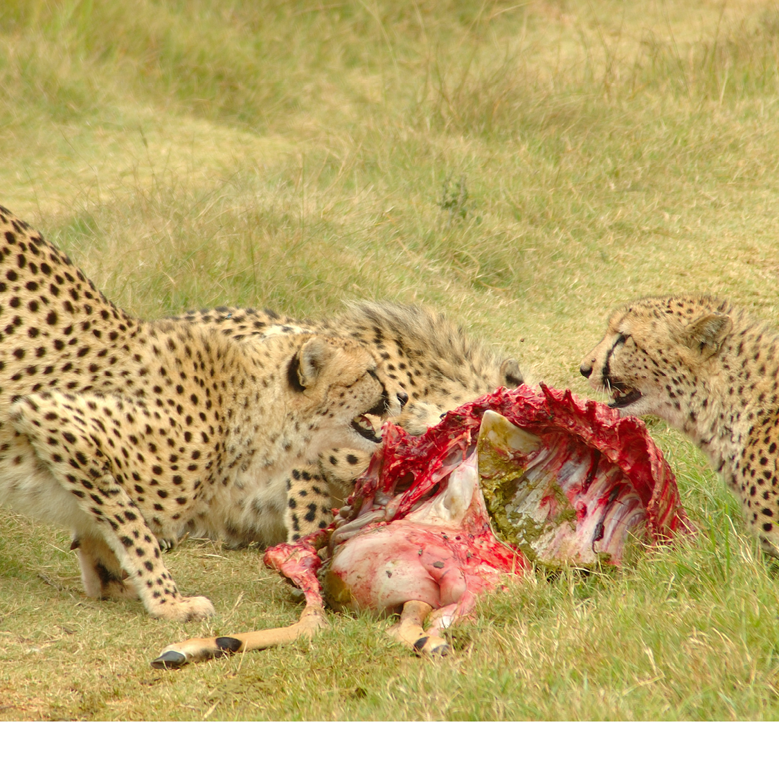 Do You Remember When will a cheetah cub begin hunting with its mother Check - photo 17