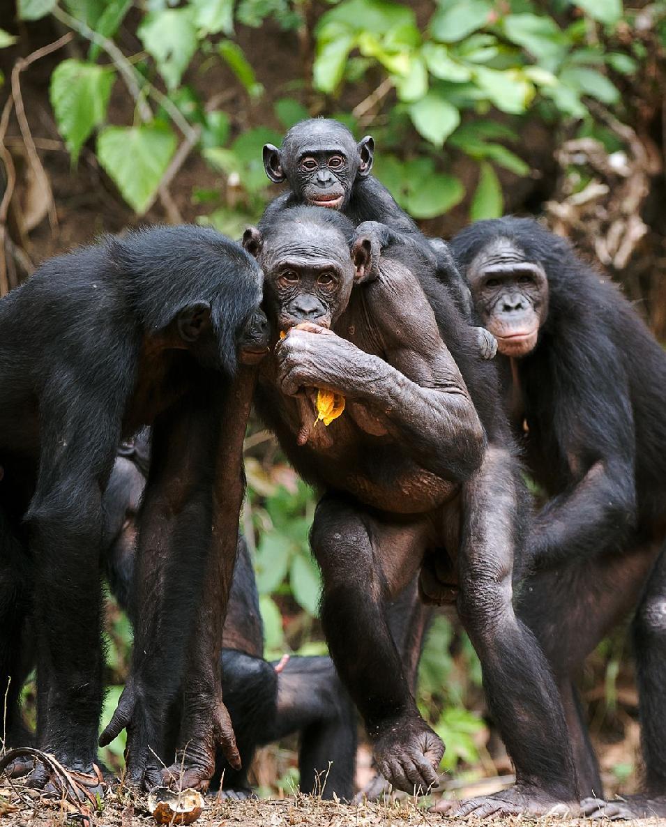 Chimpanzees are very clever They use sticks to get insects out of their ne - photo 28