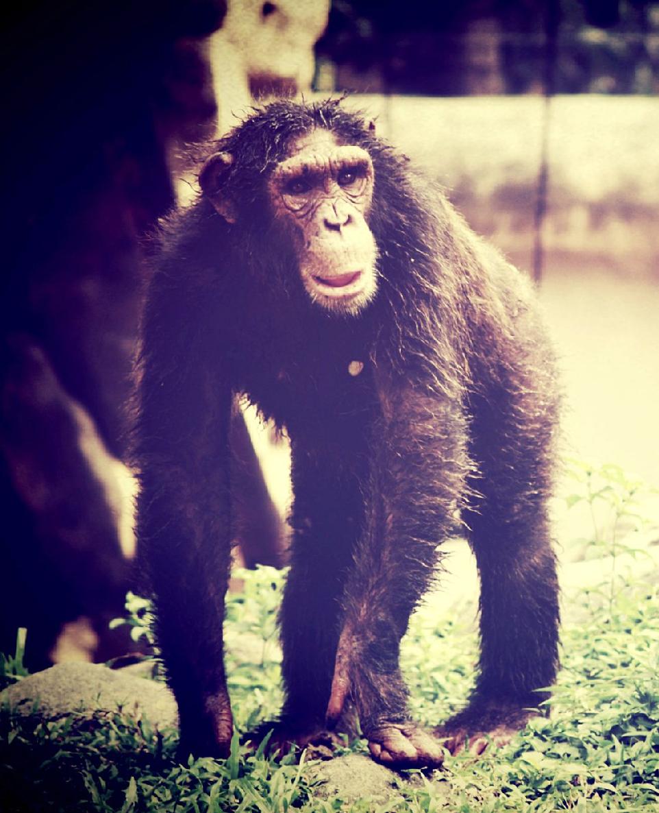 Lets Learn about Chimpanzees Chimpanzee Bodies - photo 4