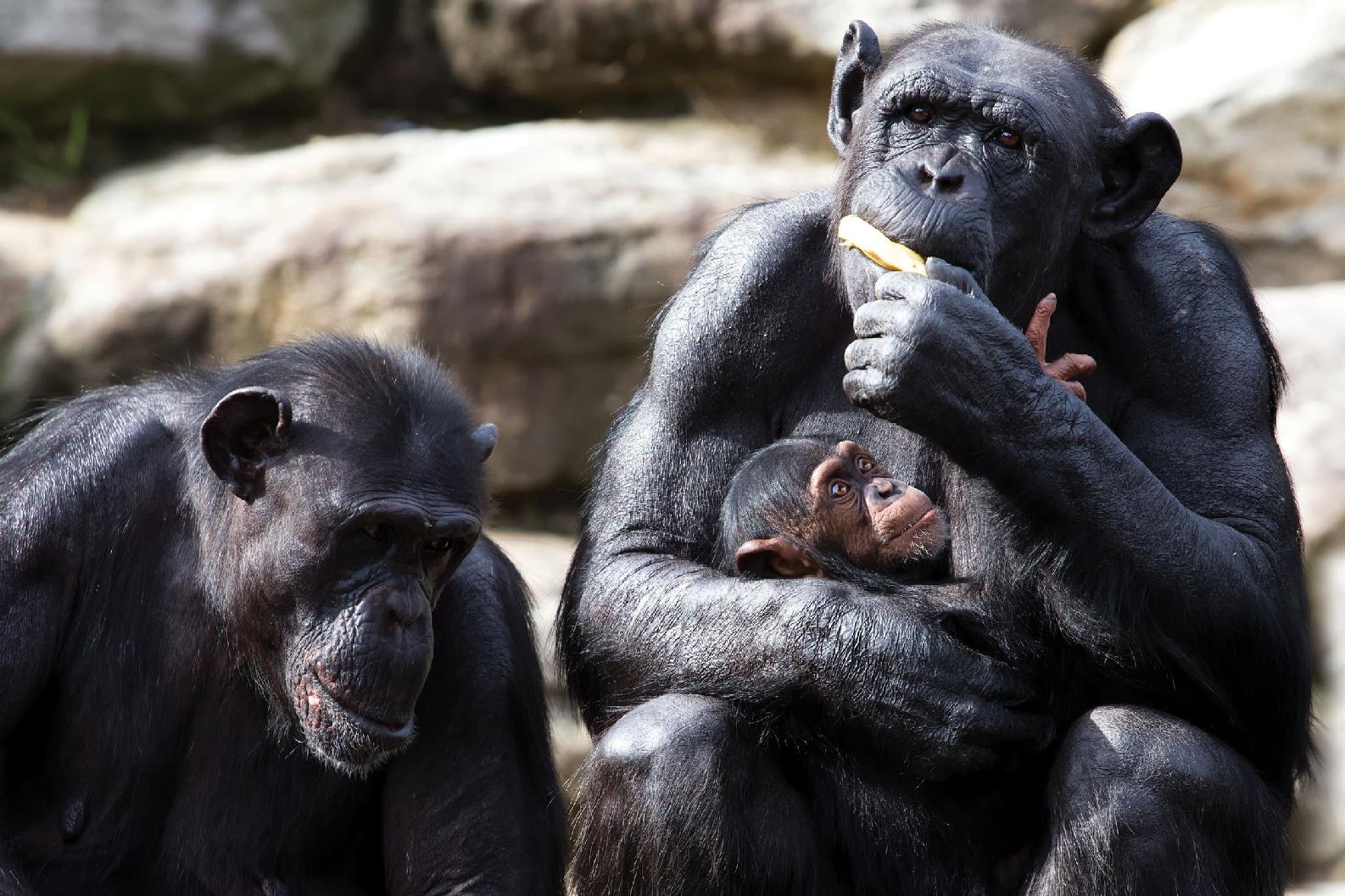 Chimpanzees are very clever They use sticks to get insects out of their nests - photo 29