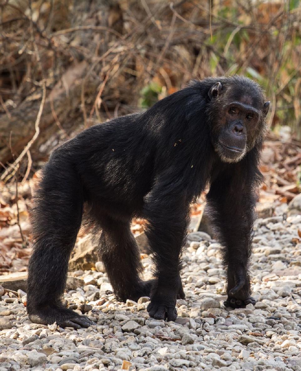 Chimps have thick bodies with long arms that hang bellow their knees short - photo 15