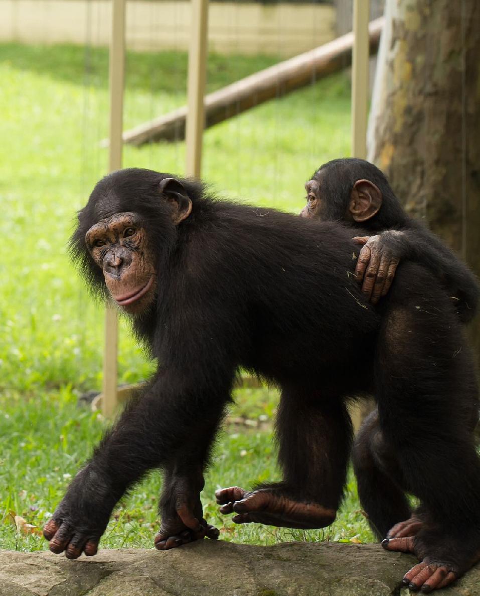 Chimpanzees live in forests in central Africa They spend most of their - photo 10