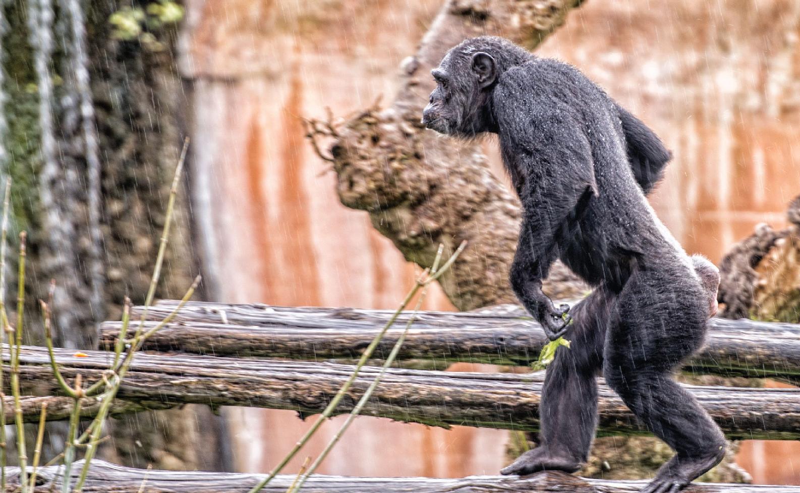 Chimps have thick bodies with long arms that hang bellow their knees short - photo 16