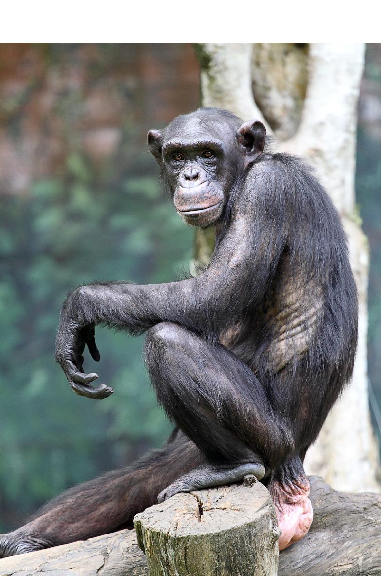 My Favorite Animal Chimpanzees - image 23