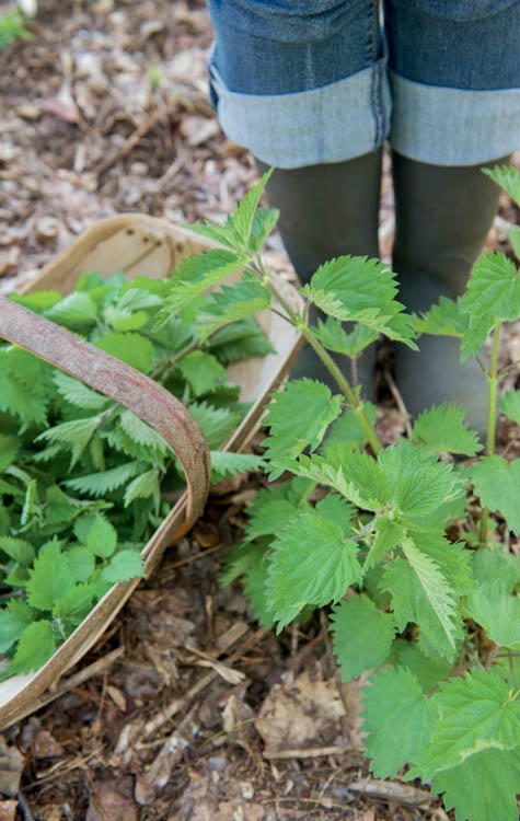 Only herbalists plant stinging nettles in their gardens In spite of its weedy - photo 10