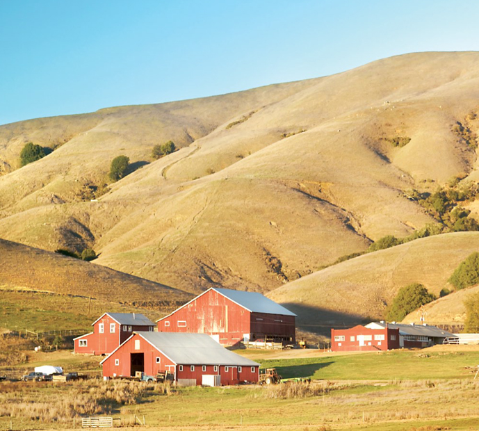 Scenes from land to market A picturesque dairy farm nestled in a valley east - photo 11