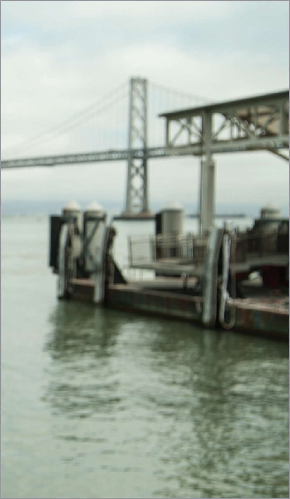 Image P1 KEYWORDS Bay Area Bay Bridge beak claw feather gull Laridae - photo 12