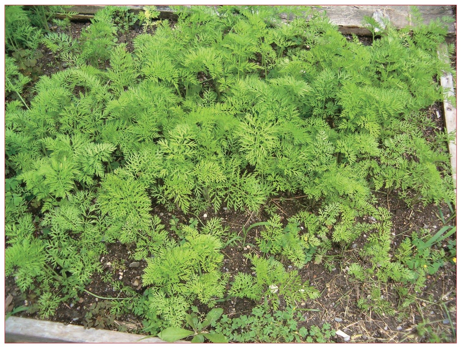Carrots planted intensively in a raised bed yielded 100 pounds in just 32 - photo 9
