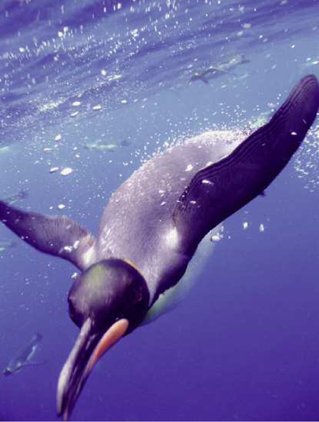 King penguin diving off Macquarie Island Southern Ocean 2004 Introduction - photo 4