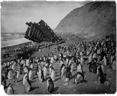 Wreck of the Gratitude Macquarie Island in 1911 The ship brought sealers - photo 5