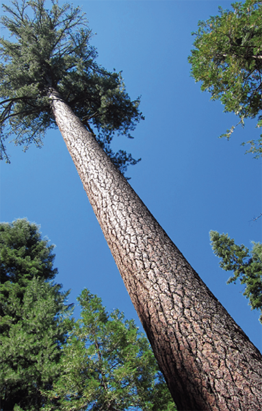 A sugar pine P lambertiana which the trees European discoverer David - photo 5