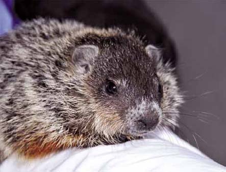 Also known as groundhogs woodchucks Marmota monax are mysterious Although - photo 3