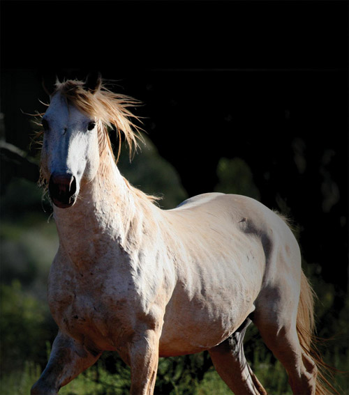 Image B Image C A stallion scans the horizon as dusk descends - photo 2