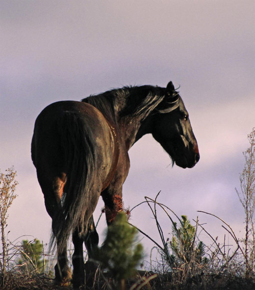 Image C A stallion scans the horizon as dusk descends INTRODUCTION If youre - photo 3