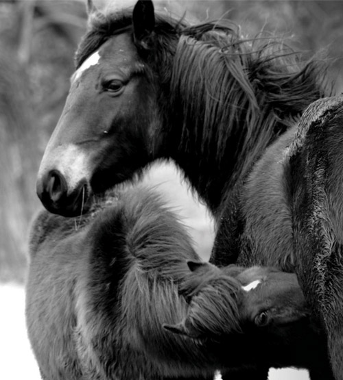 Image D A thick winter coat and mothers warm milk ensure foals survive the - photo 4