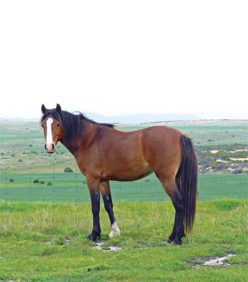 Image E A Coffin Bay Brumby stallion South Australia The Brumbies located at - photo 5