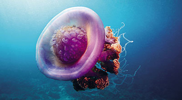Remarkable creatures like this crown jellyfish abound in the Maldives JAMES - photo 5