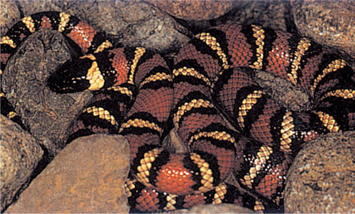 A slender snake with smooth scales and a cylindrical body It is bright red - photo 4