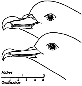 FIG 2 Bill of Pterodroma r rostrata top and of Puffinus p pacificus - photo 2