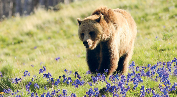 A young grizzly bear investigating a meadow in Grand Teton National Park - photo 5