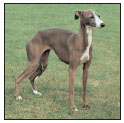 Learn the requirements of a well-bred Italian Greyhound by studying the - photo 5