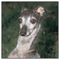 Consider the care of your senior Italian Greyhound including the proper diet - photo 10