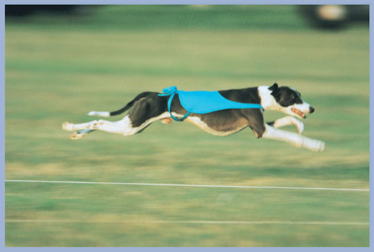 For a diminutive dog the Italian Greyhound is an athletic lithe sighthound - photo 12