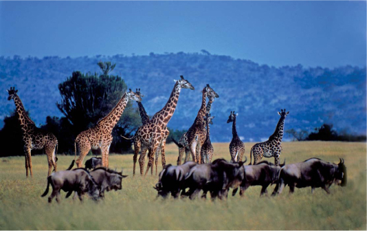 Giraffe and wildebeest Serengeti Tanzania Africa Nikon F-2 camera mounted - photo 1