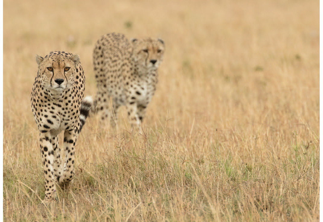 Table of Contents Guide Joe and Mary Ann McDonald are professional wildlife - photo 4