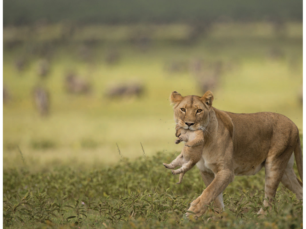 Table of Contents Guide Joe and Mary Ann McDonald are professional wildlife - photo 5