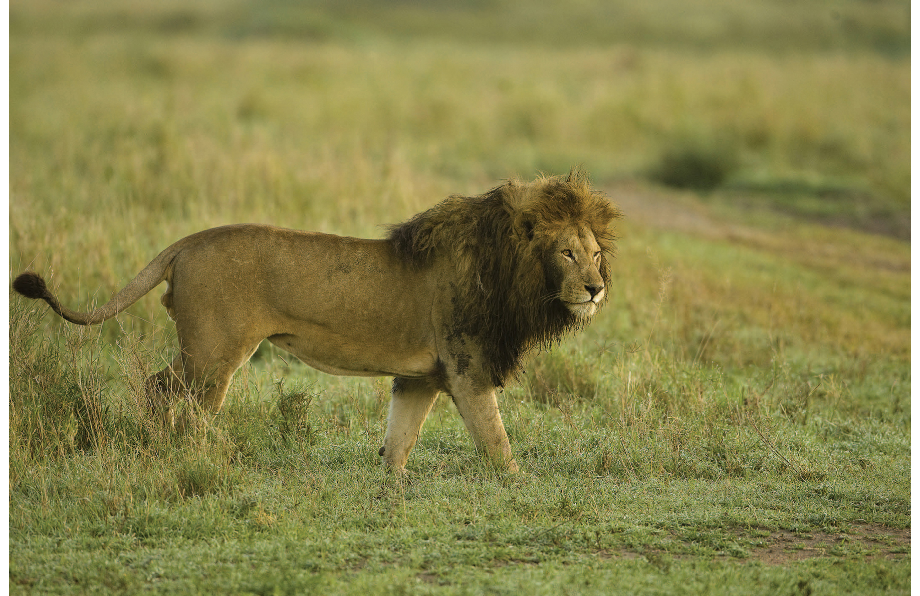 African Lions are the second-largest Big Cat with males weighing 400 to 450 - photo 10