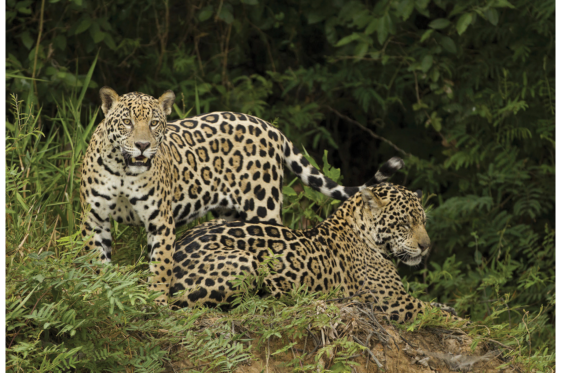 The size and weight of Jaguars varies considerably depending upon the region - photo 11