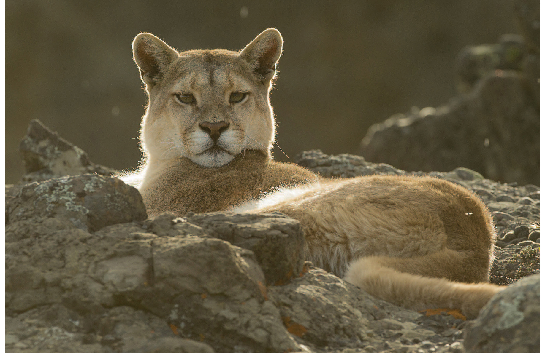 Pumas are known by many names and are commonly called Mountain Lions or Cougars - photo 12