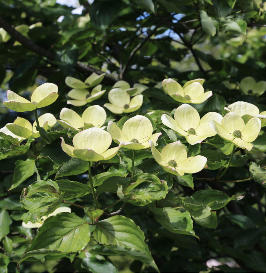 The fabulous Venus dogwood a flowering specimen with exceptionally large - photo 3