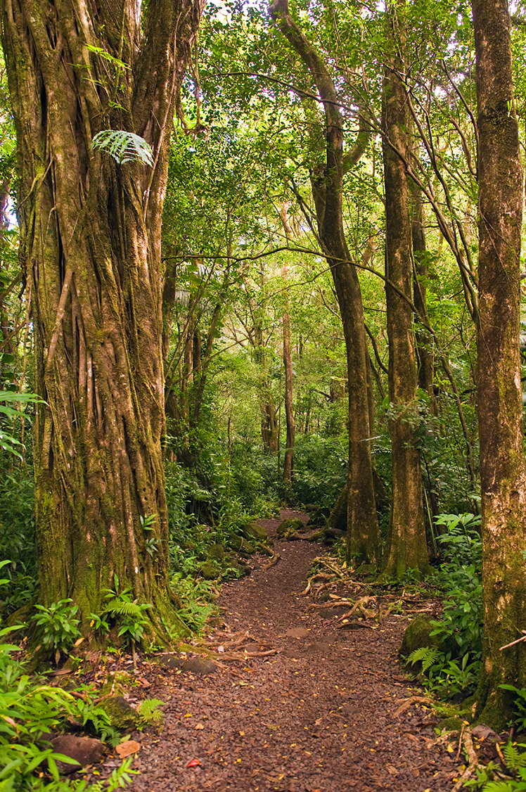 Upper Manoa Valley MARK A JOHNSONALAMY HonoluluLocal Life Insider - photo 14