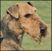 Discover whether or not you are an Airedale person and worthy of owning the - photo 3