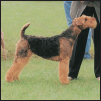 Learn the requirements of a well-bred Airedale Terrier by studying the - photo 4