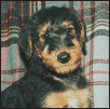 Find out about how to locate a well-bred Airedale Terrier puppy Discover which - photo 5