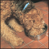 Cover the specifics of taking care of your Airedale Terrier every day feeding - photo 6