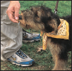 Begin with the basics of training the puppy and adult dog Learn the principles - photo 7