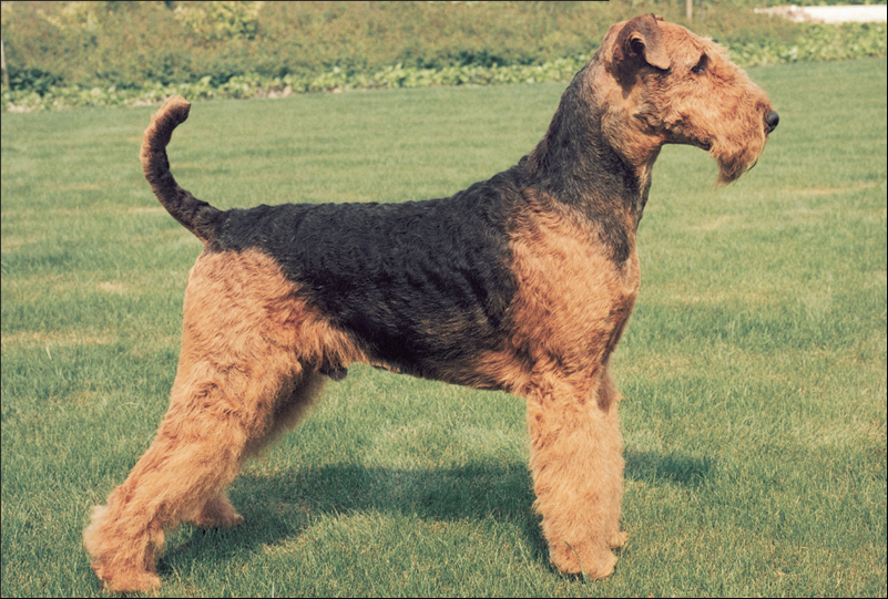 The courageous and athletic Airedale Terrier has its origins in the valley of - photo 11