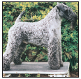 Learn the requirements of a well-bred Kerry Blue Terrier by studying the - photo 4