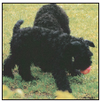 Find out about how to locate a well-bred Kerry Blue Terrier puppy Discover - photo 5