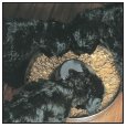 Cover the specifics of taking care of your Kerry Blue Terrier every day - photo 6