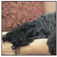 Know when to consider your Kerry Blue Terrier a senior and what special needs - photo 9